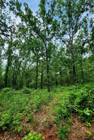 a view of a lush green forest