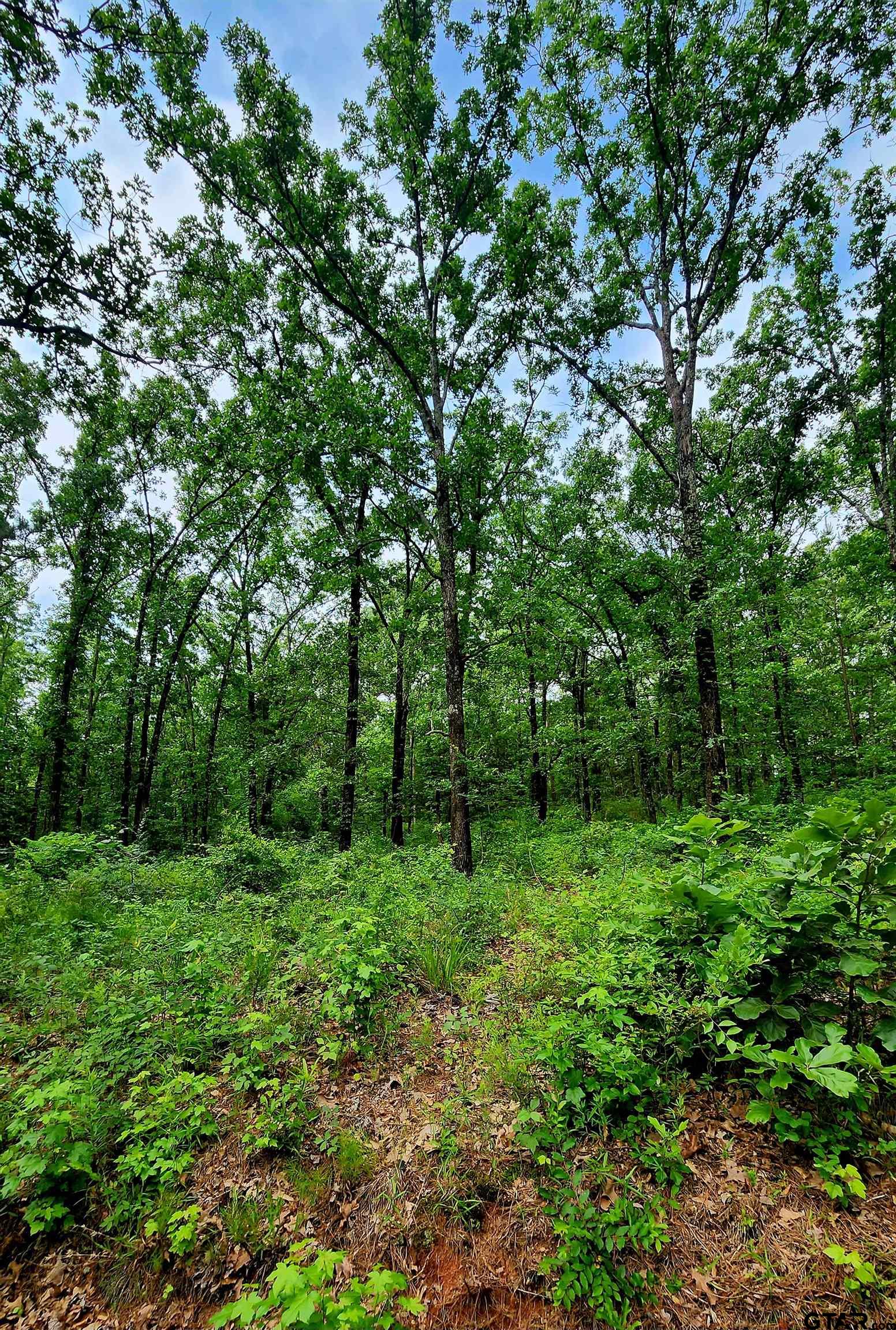 a view of a lush green forest