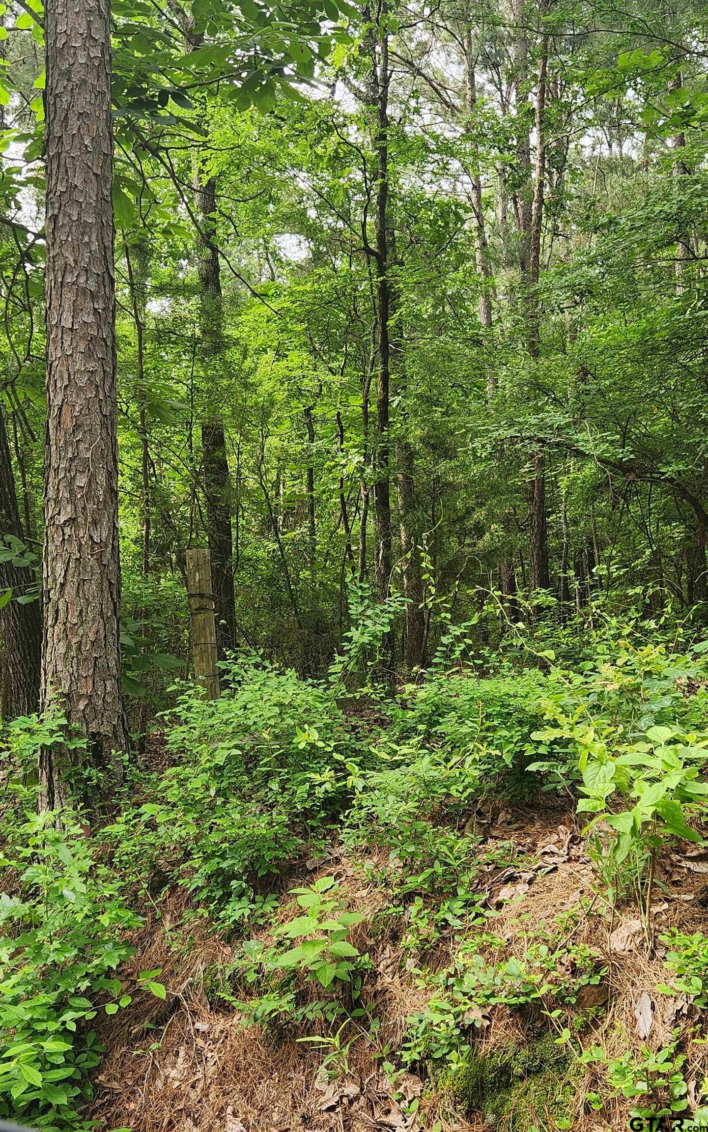 Tbd Bobwhite Road Gilmer, TX 75645 - Photo 4 of 7 a view of a lush green forest