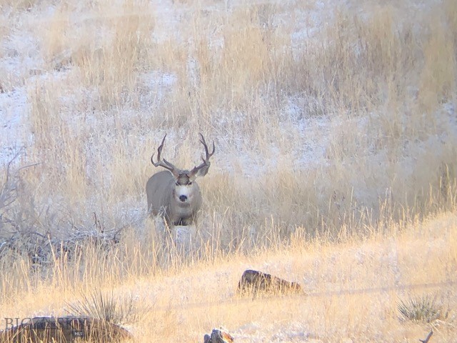 659 Deadmans Canyon Road Reed Point, MT 59069 - Photo 35 of 96 Gallery Image 35