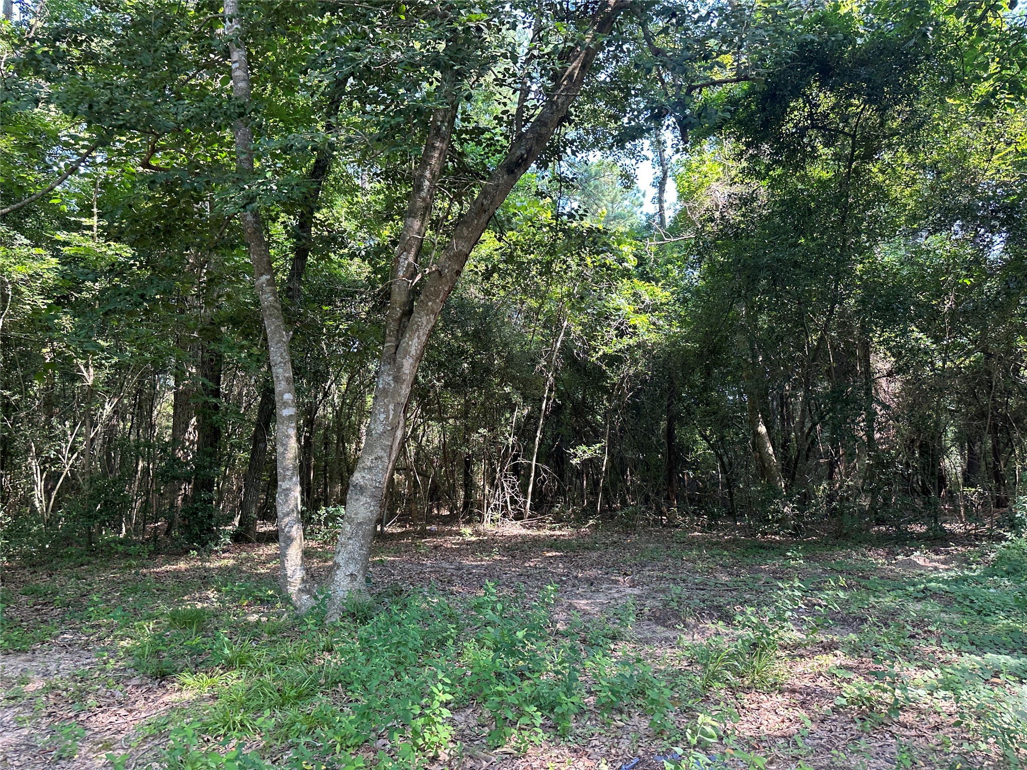 146 Barbara Lane Shepherd, TX 77371 - Photo 20 of 20 a view of park space