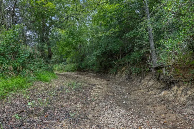 a view of a forest with trees in the background