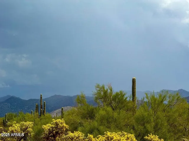 a close up of a plant in a garden