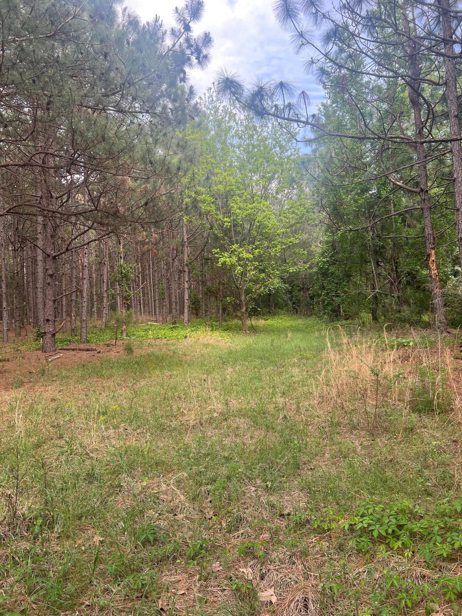 0 Wagener Road, Unit 7 Wagener, SC 29164 - Photo 6 of 9