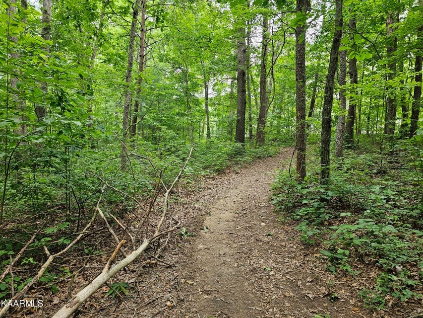 0 Dye Road Clarkrange, TN 38553 - Photo 11 of 11 a view of a forest with trees