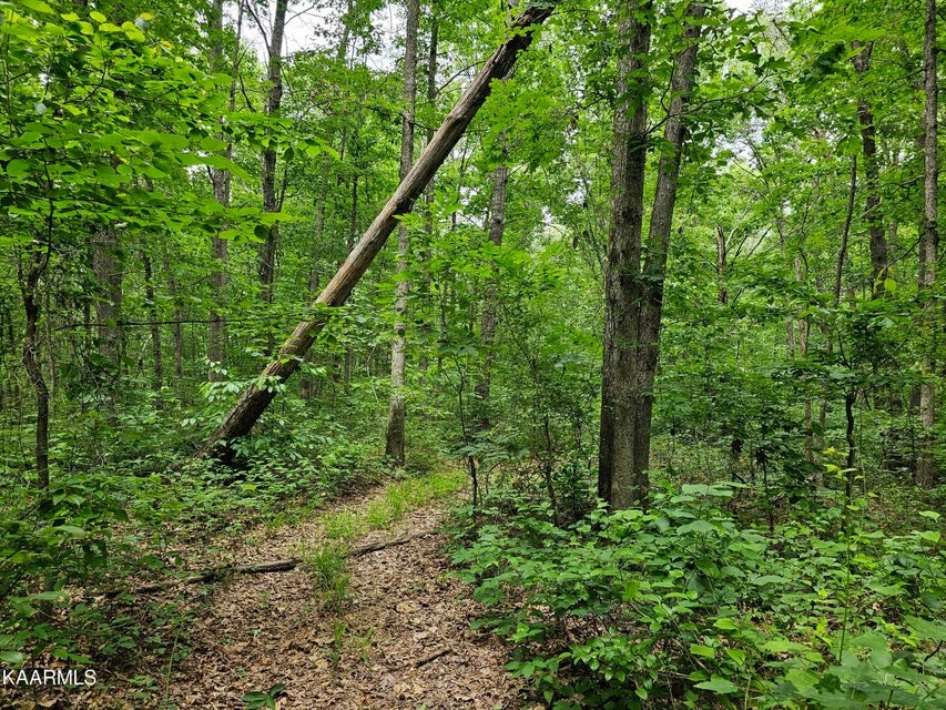 0 Dye Road Clarkrange, TN 38553 - Photo 8 of 11 a view of a lush green forest