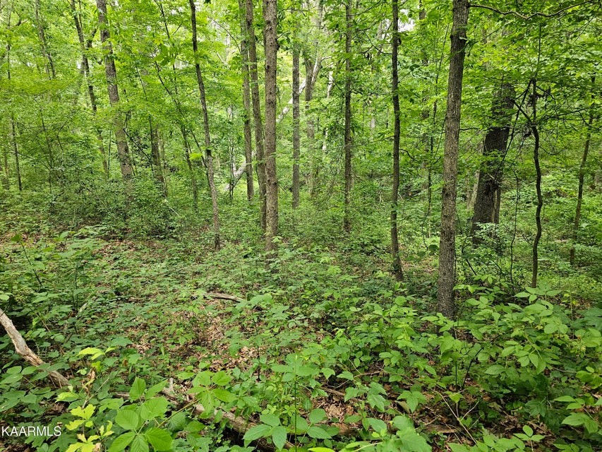 0 Dye Road Clarkrange, TN 38553 - Photo 9 of 11 a view of a lush green forest