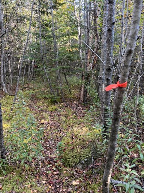 Lot 25 Boot Cove Road Lubec, ME 04652 - Photo 19 of 32 IMG_5990