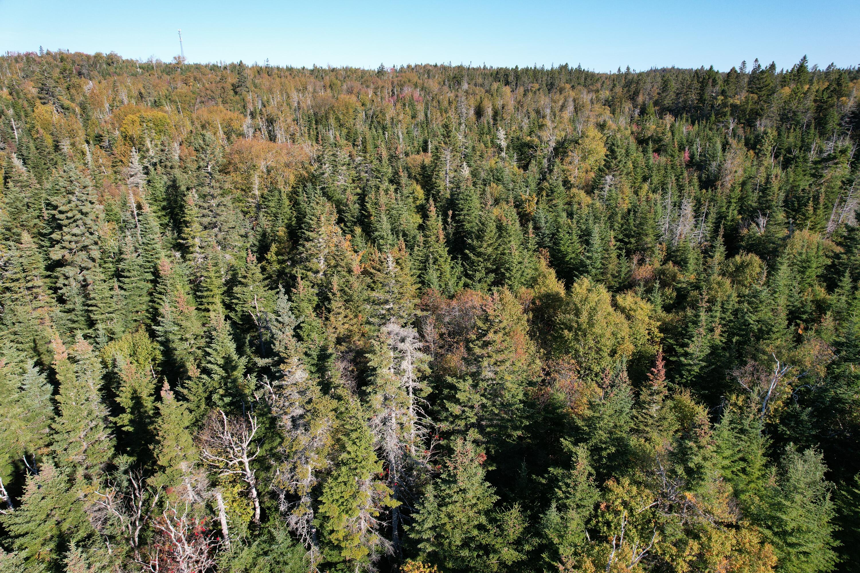 Lot 25 Boot Cove Road Lubec, ME 04652 - Photo 3 of 32 DJI_0720