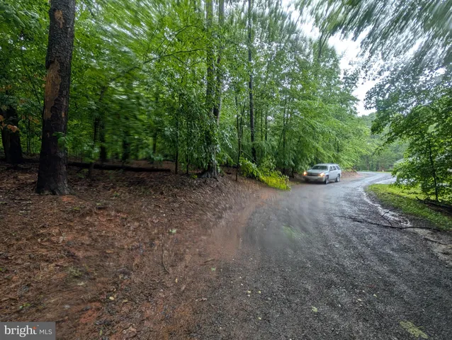 a view of a forest with trees in the background