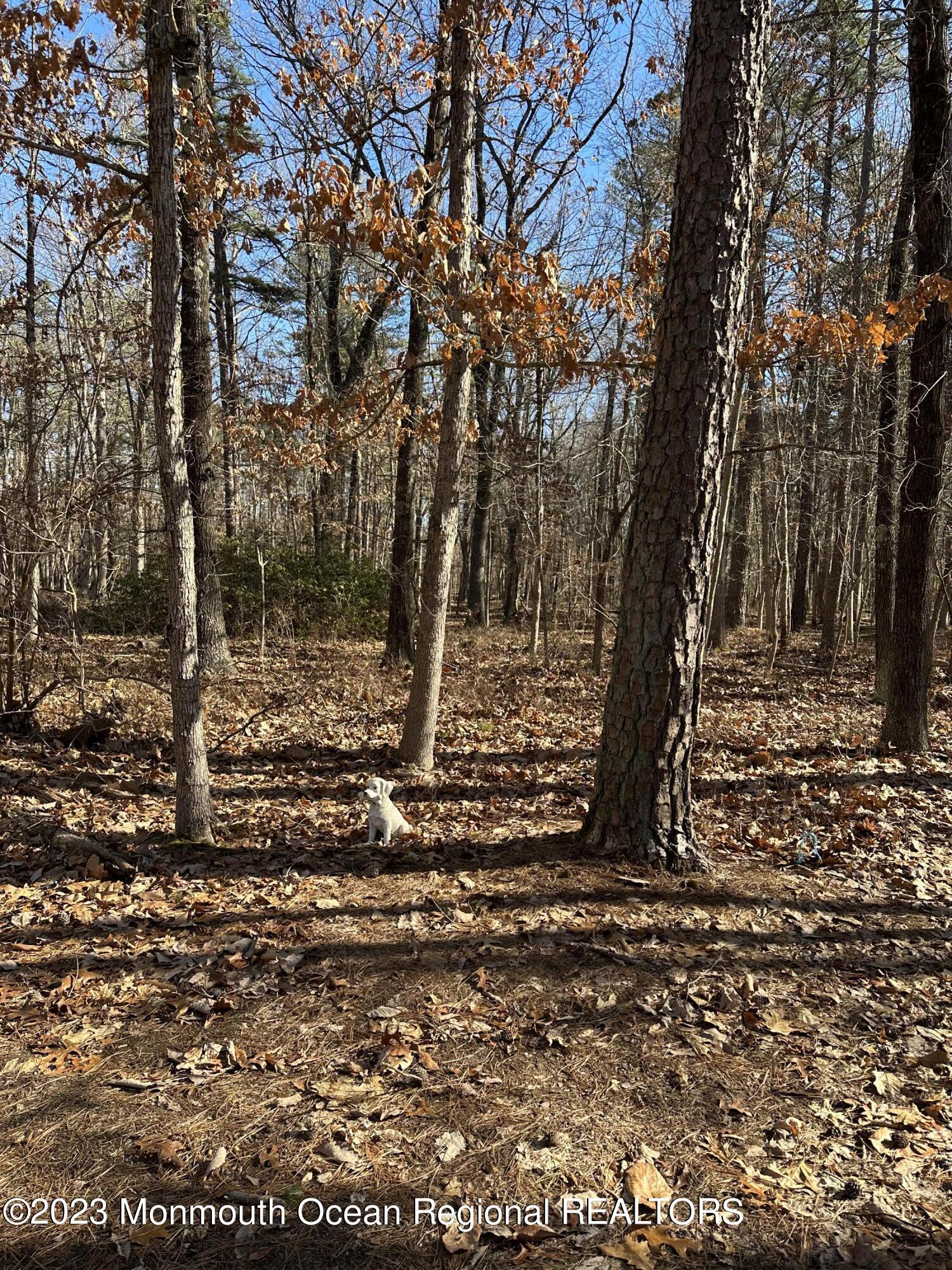 0 Bowman Road Jackson, NJ 08527 - Photo 2 of 2 a view of a yard with a tree