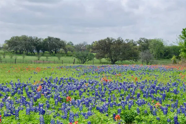 a view of a garden with flowers and trees