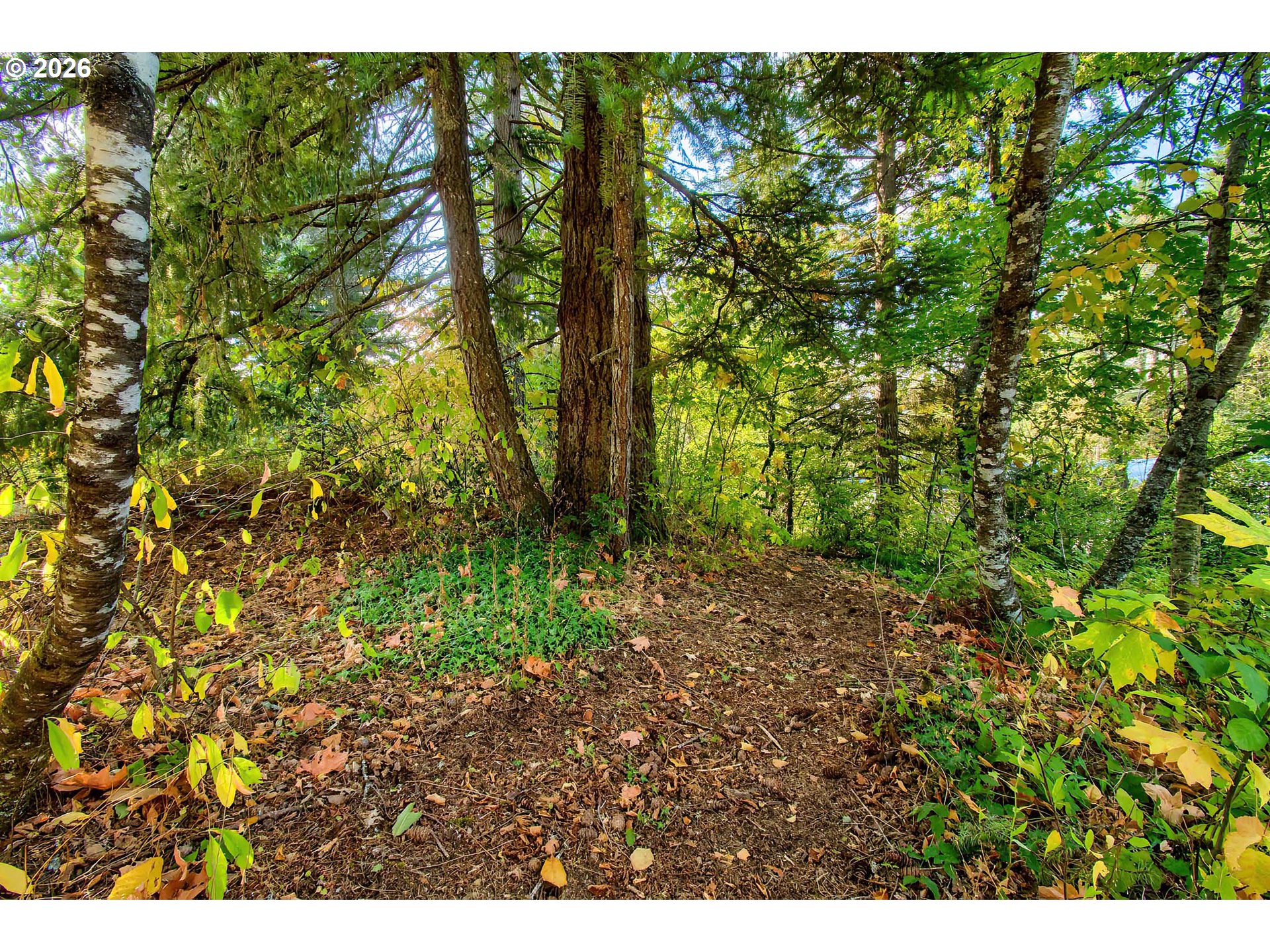 52 Fredrickson Avenue Carson, WA 98610 - Photo 15 of 18