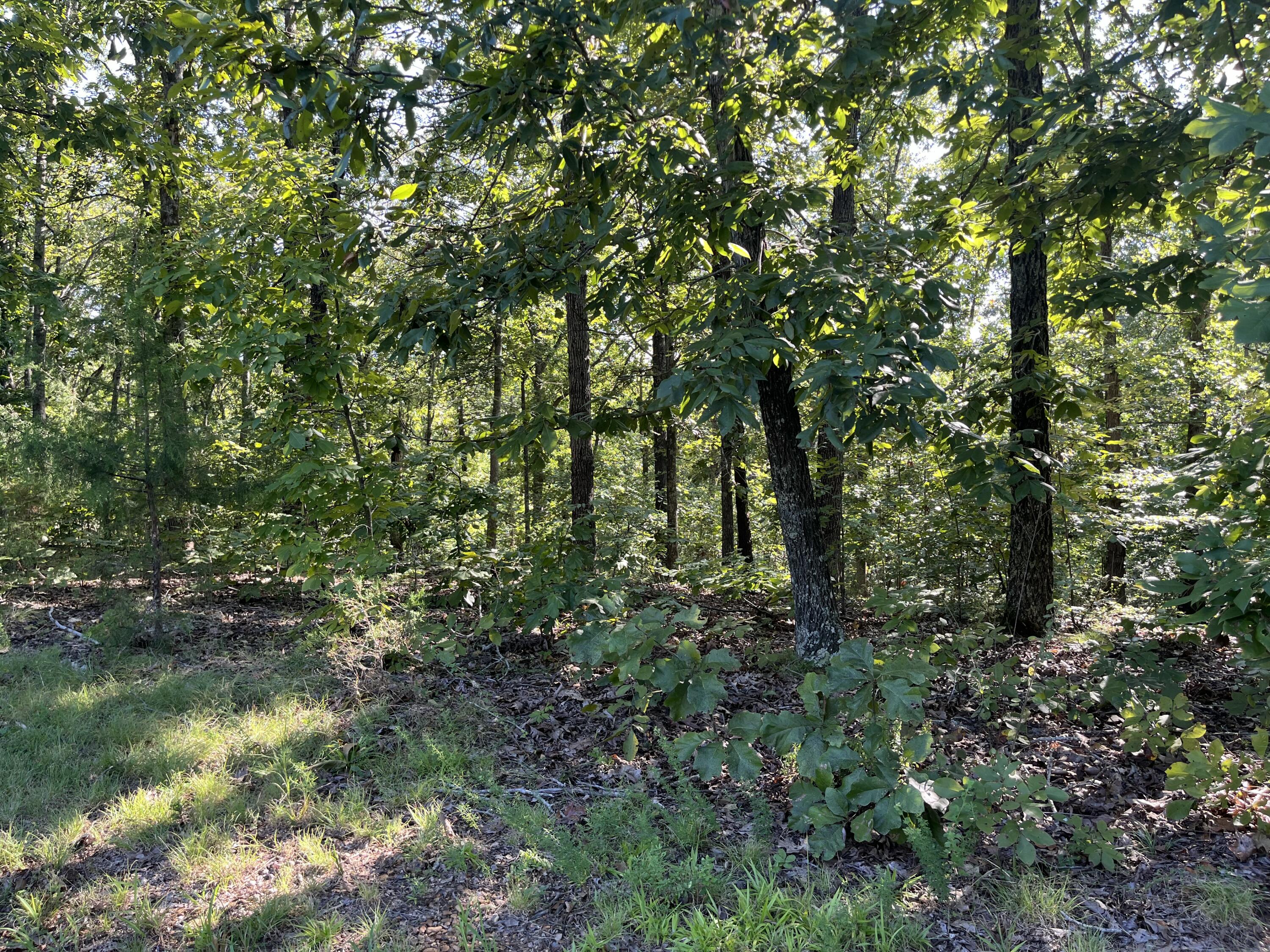 Lot 81 Waterfowl Road Murray, KY 42071 - Photo 12 of 20 IMG_9390