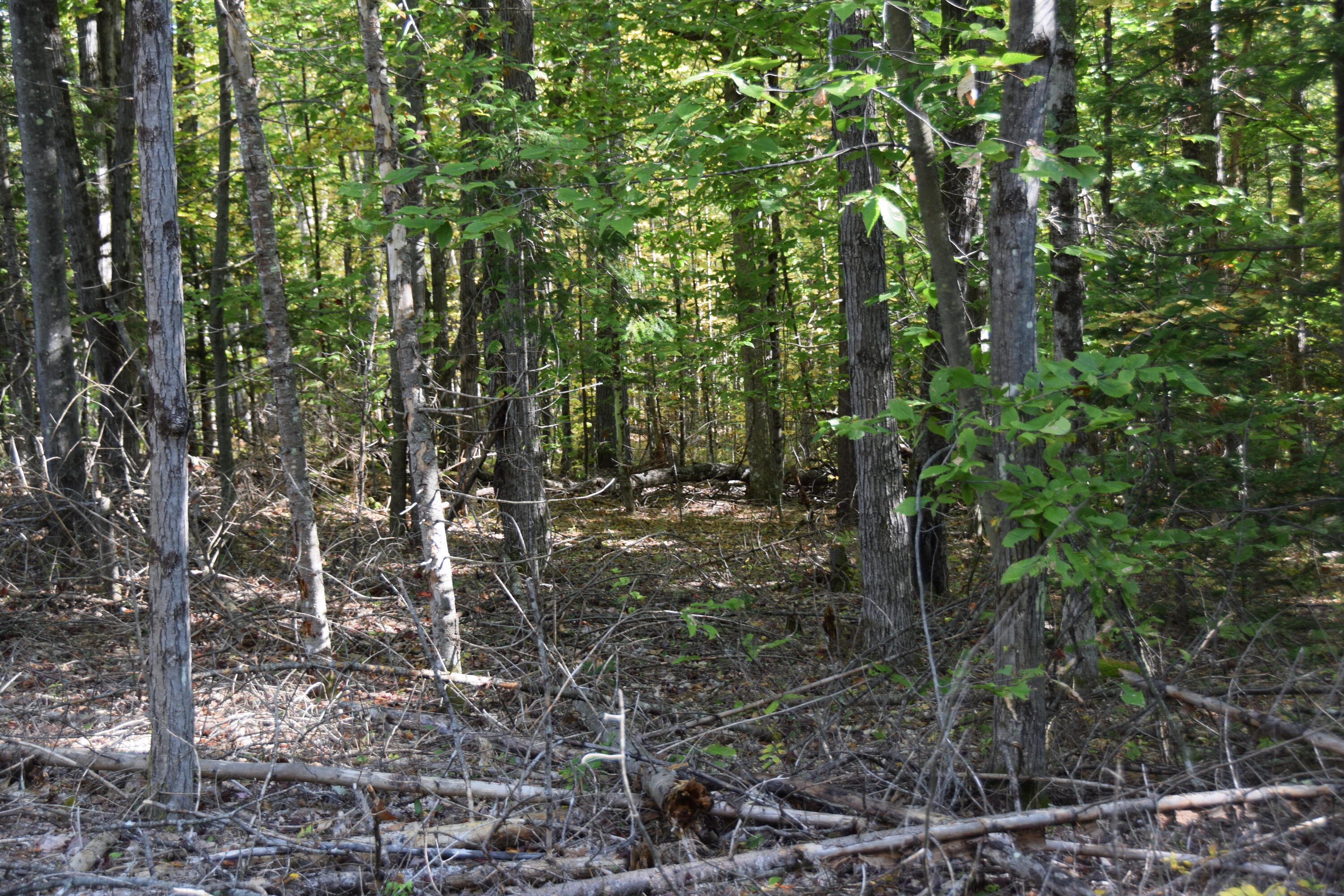 7 Spring Hill Drive Embden, ME 04958 - Photo 8 of 39 DSC_0007