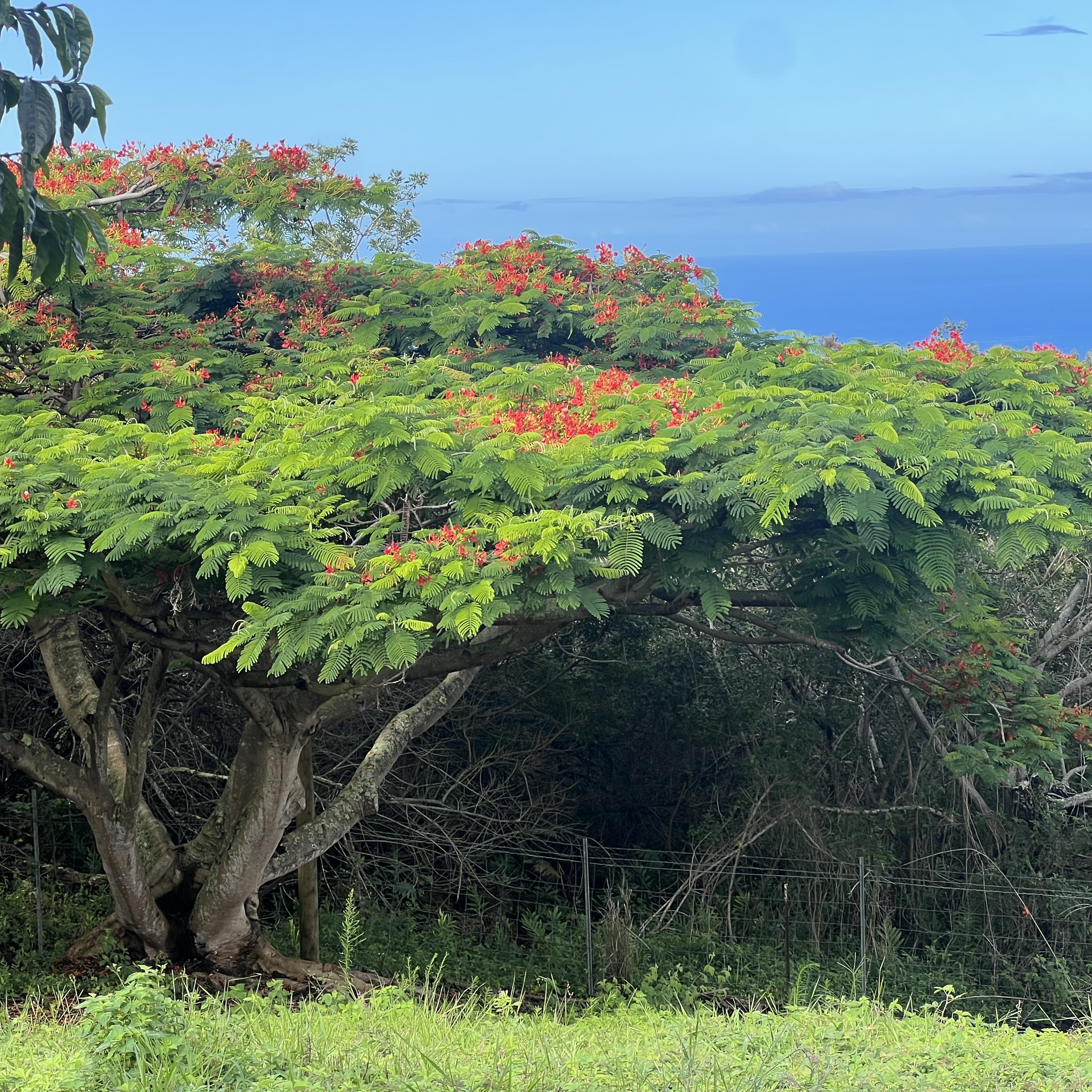89-843 Lot 29 Pohulai Road Captain Cook, HI 96704 - Photo 7 of 28