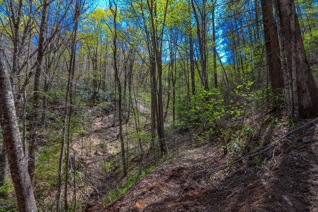 1975 Yellow Springs Road Cosby, TN 37722 - Photo 31 of 34 Gallery Image 31