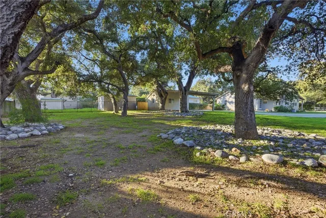 a view of a trees in a yard