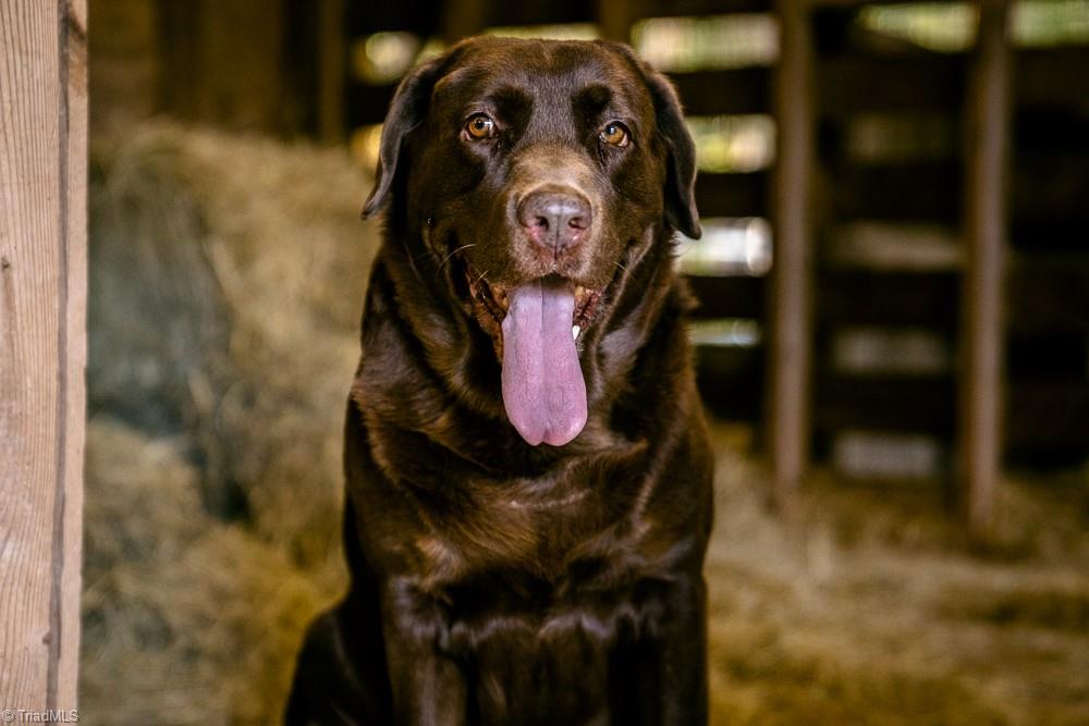 6087 Old Walker Mill Road Randleman, NC 27317 - Photo 47 of 50