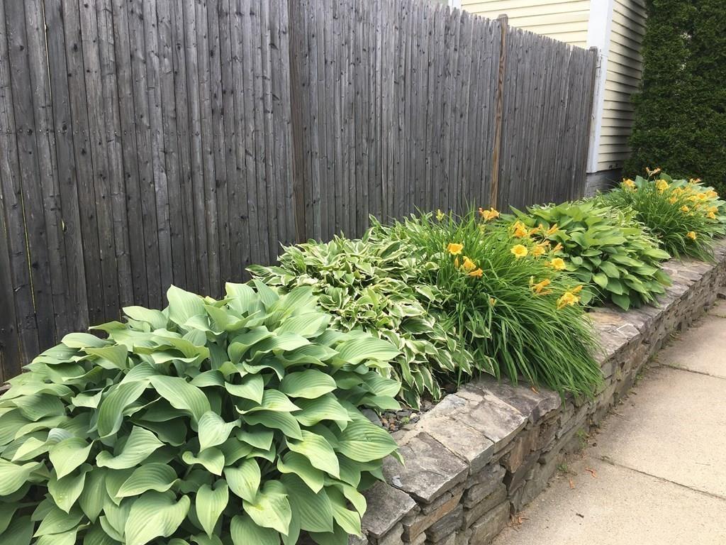 21 Whitman Street Leominster, MA 01453 - Photo 32 of 35 a plant that is in front of a wooden fence