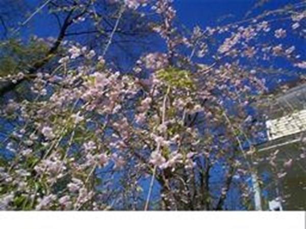 21 Whitman Street Leominster, MA 01453 - Photo 35 of 35 a view of a tree