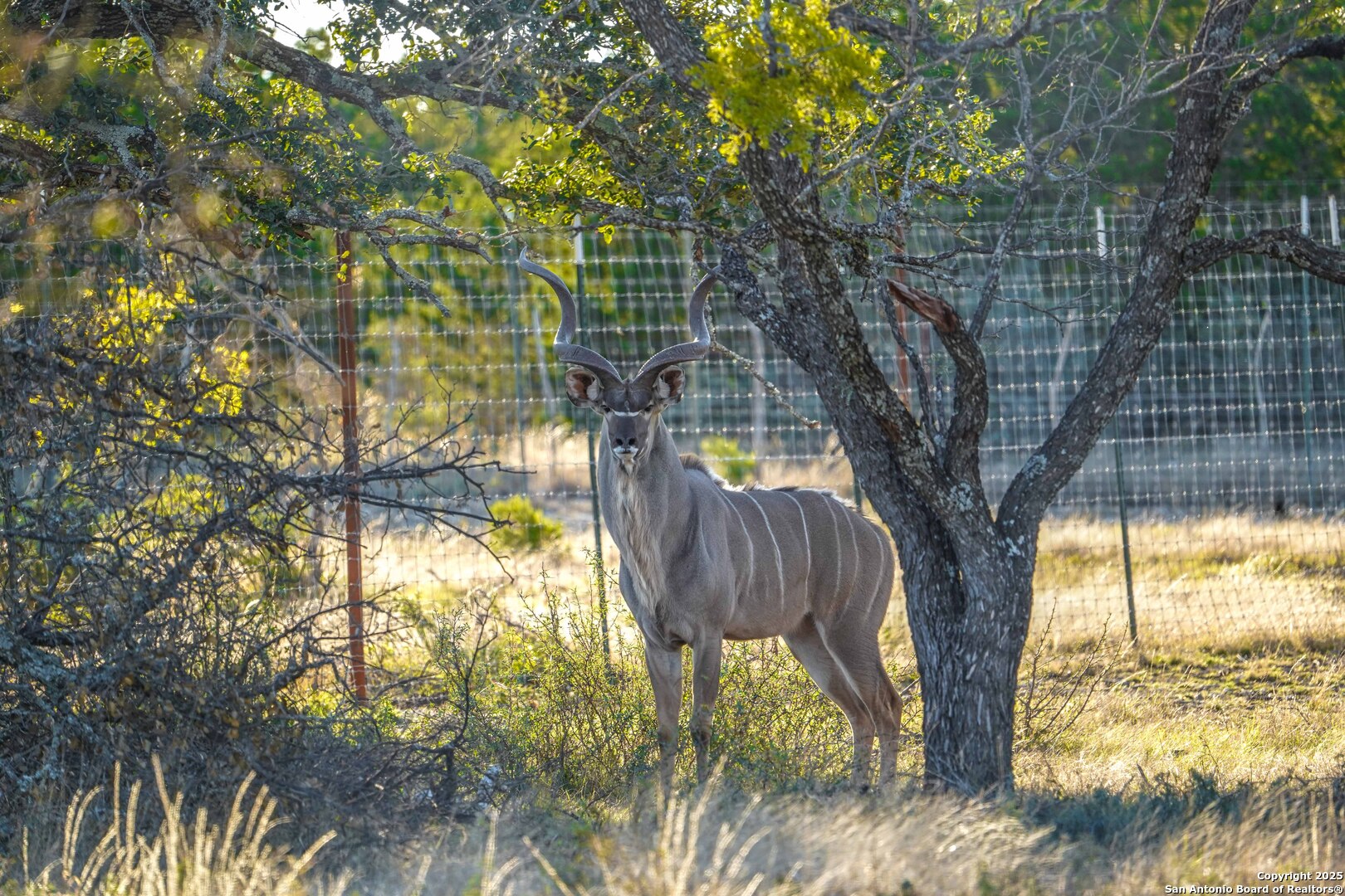 1950 Tolles Road Menard, TX 76859 - Photo 4 of 54 a backyard of a house with table and chairs