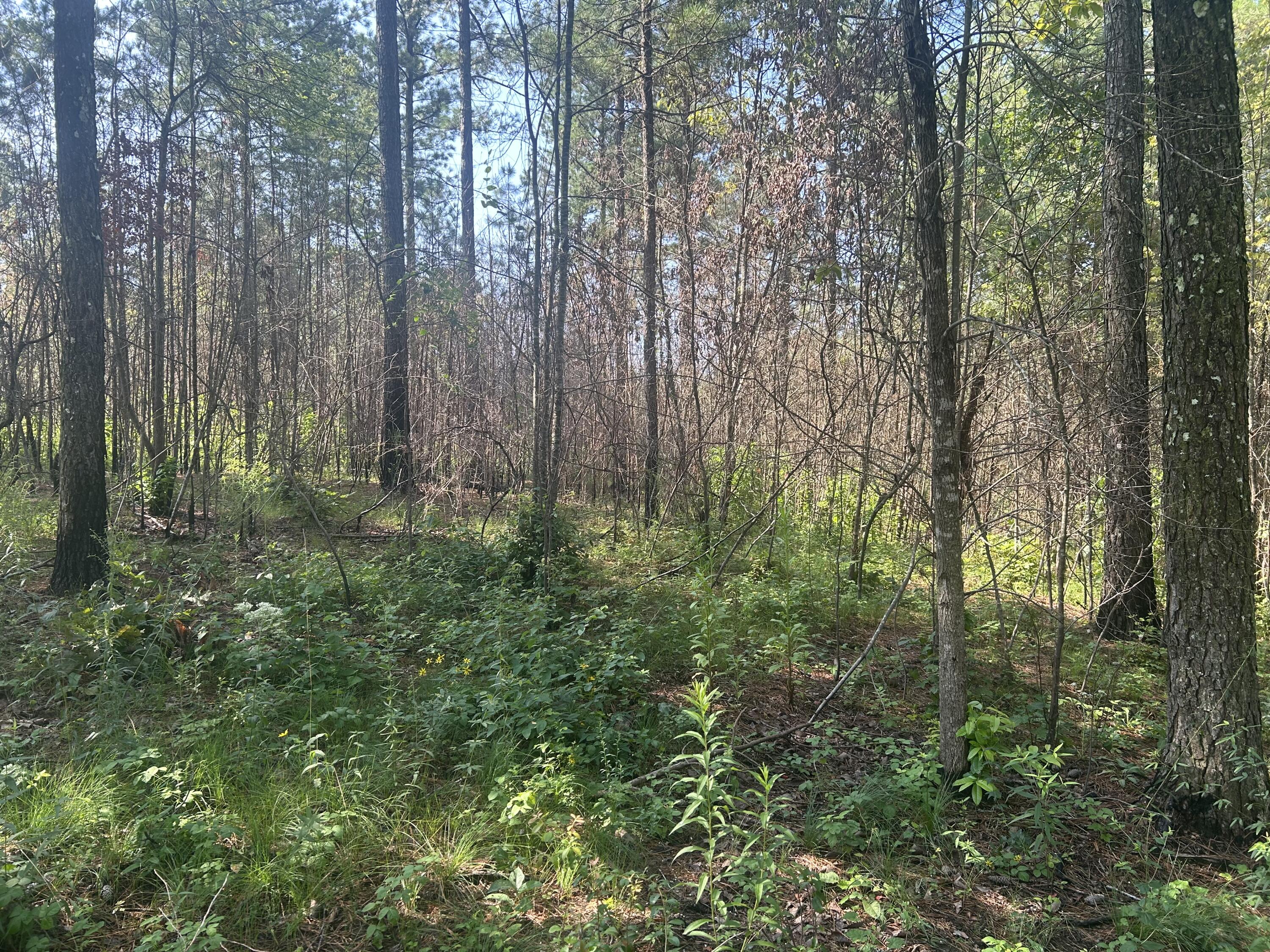 520 Buck Crossing Way, Unit 1030 Guild, TN 37340 - Photo 11 of 18 IMG_0691