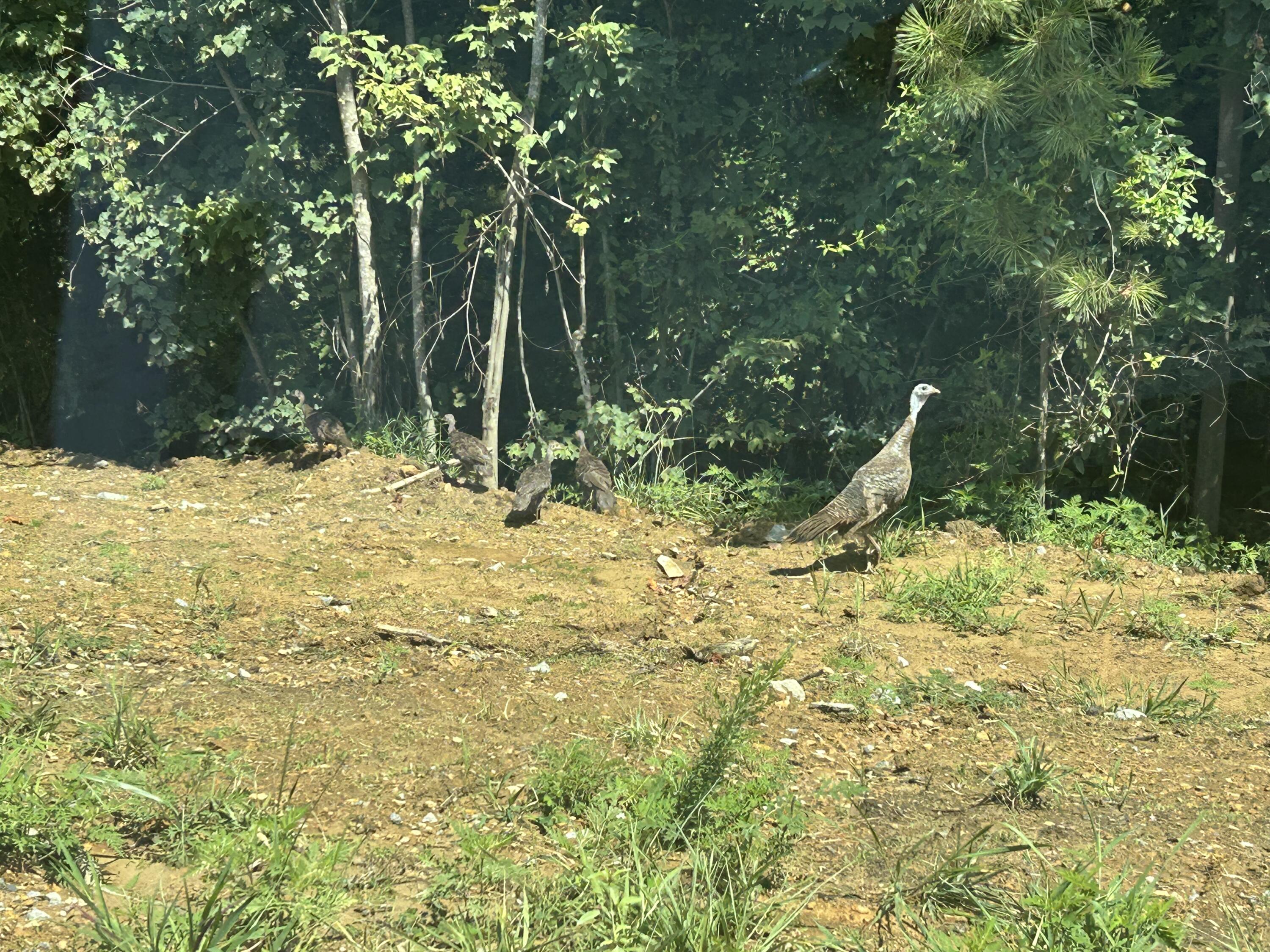 520 Buck Crossing Way, Unit 1030 Guild, TN 37340 - Photo 13 of 18 IMG_0700