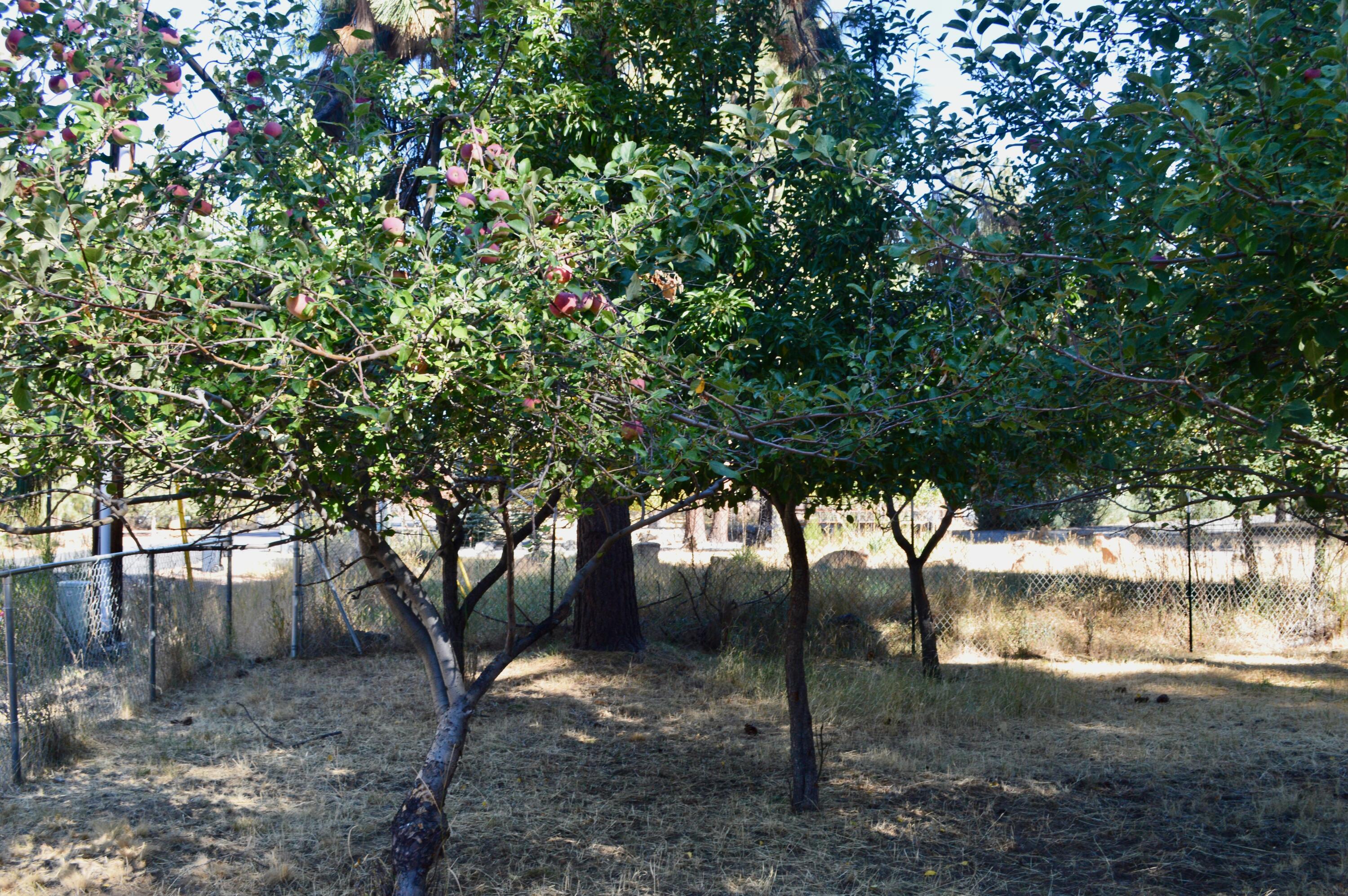 60164 Turquoise Road Bend, OR 97702 - Photo 21 of 21 a view of a yard with a tree