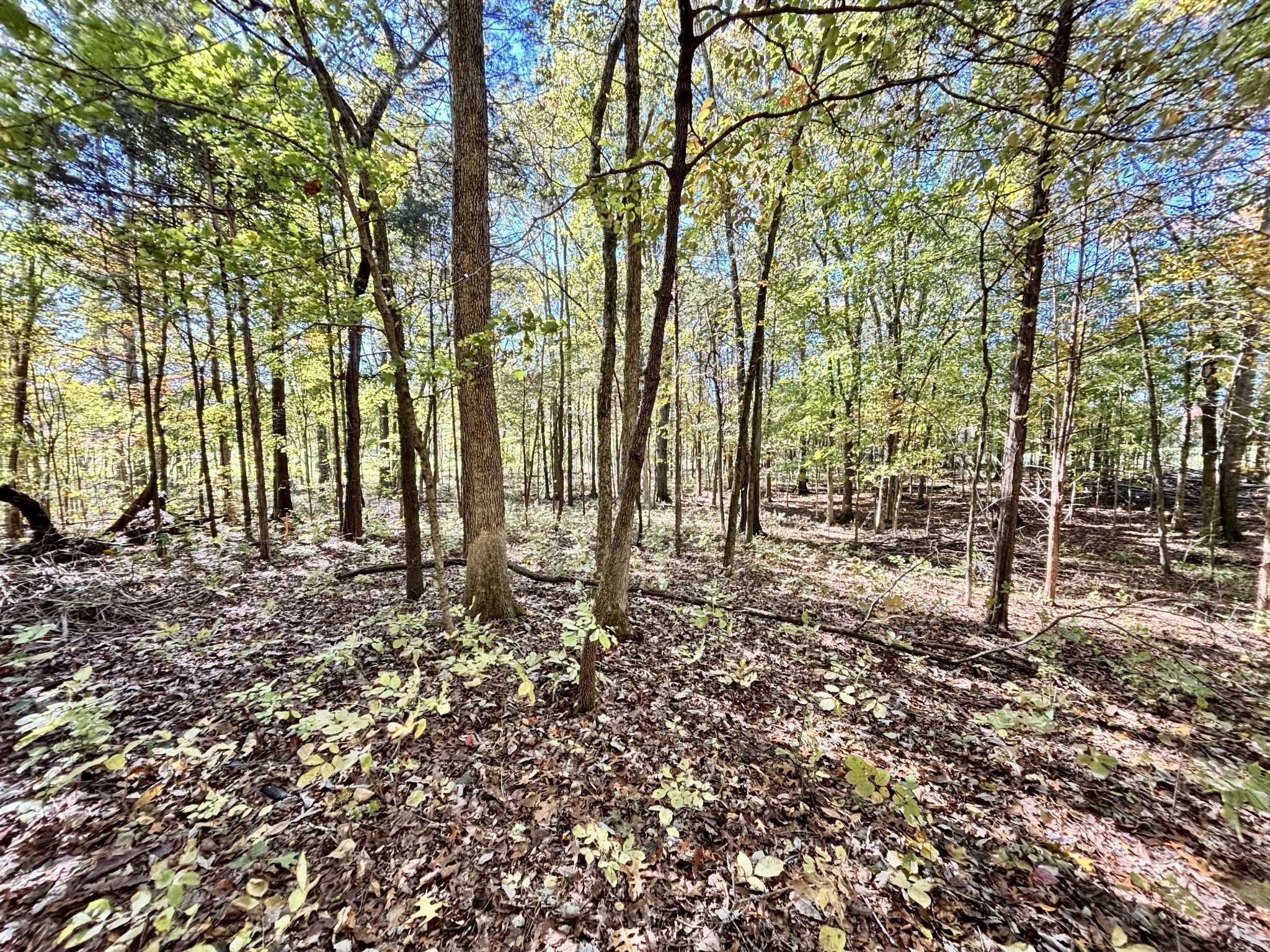 4740 Ash Hill Road Spring Hill, TN 37174 - Photo 72 of 82