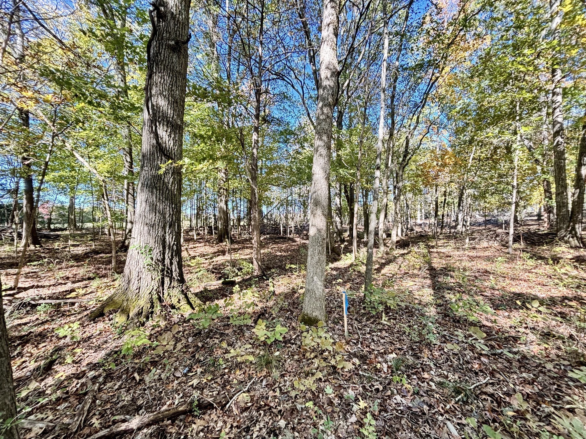 4740 Ash Hill Road Spring Hill, TN 37174 - Photo 74 of 82