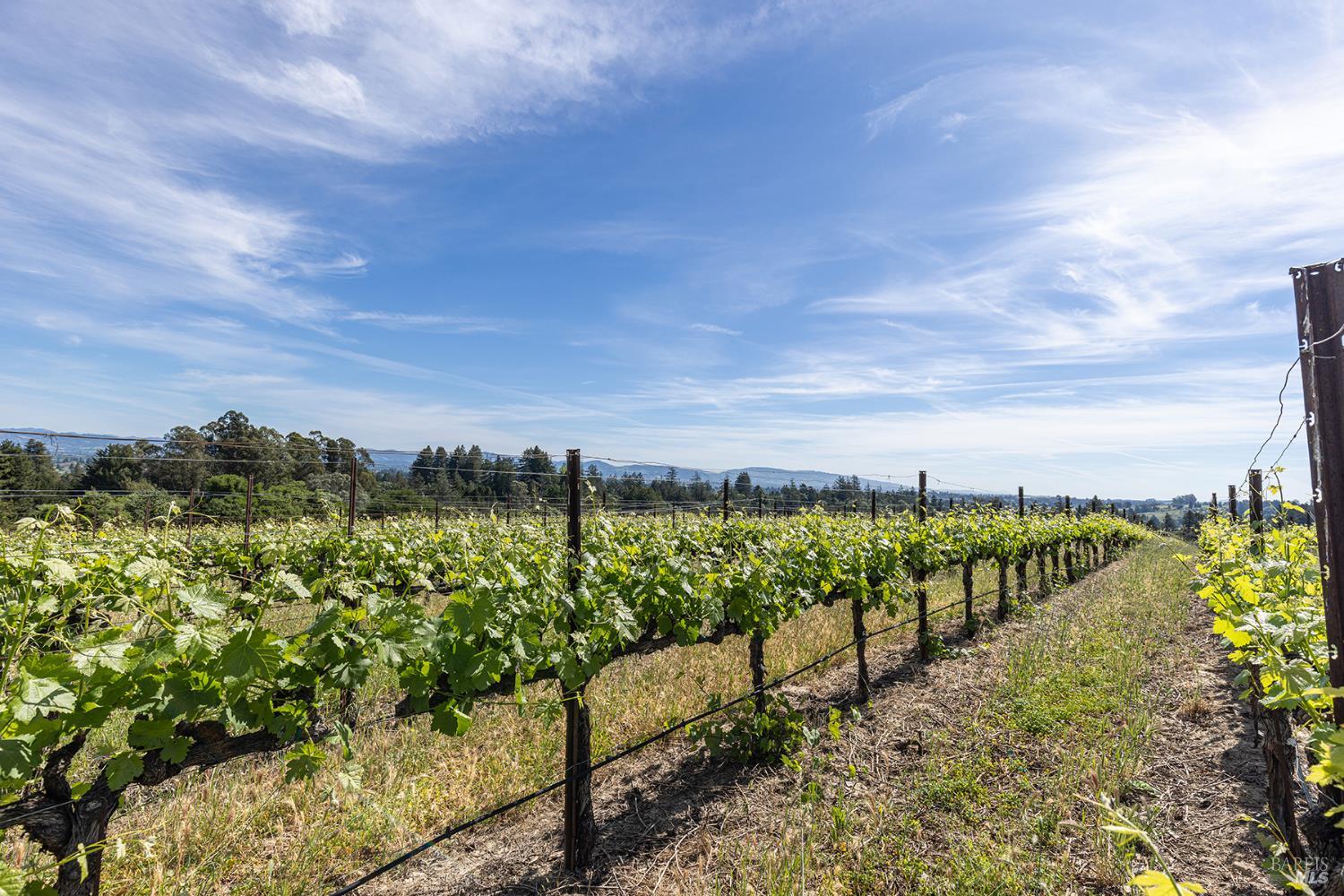 1365 Grandview Road Sebastopol, CA 95472 - Photo 33 of 74