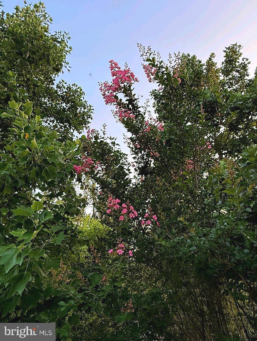 1637 Pennington Road Ewing, NJ 08618 - Photo 33 of 56 a view of a flower