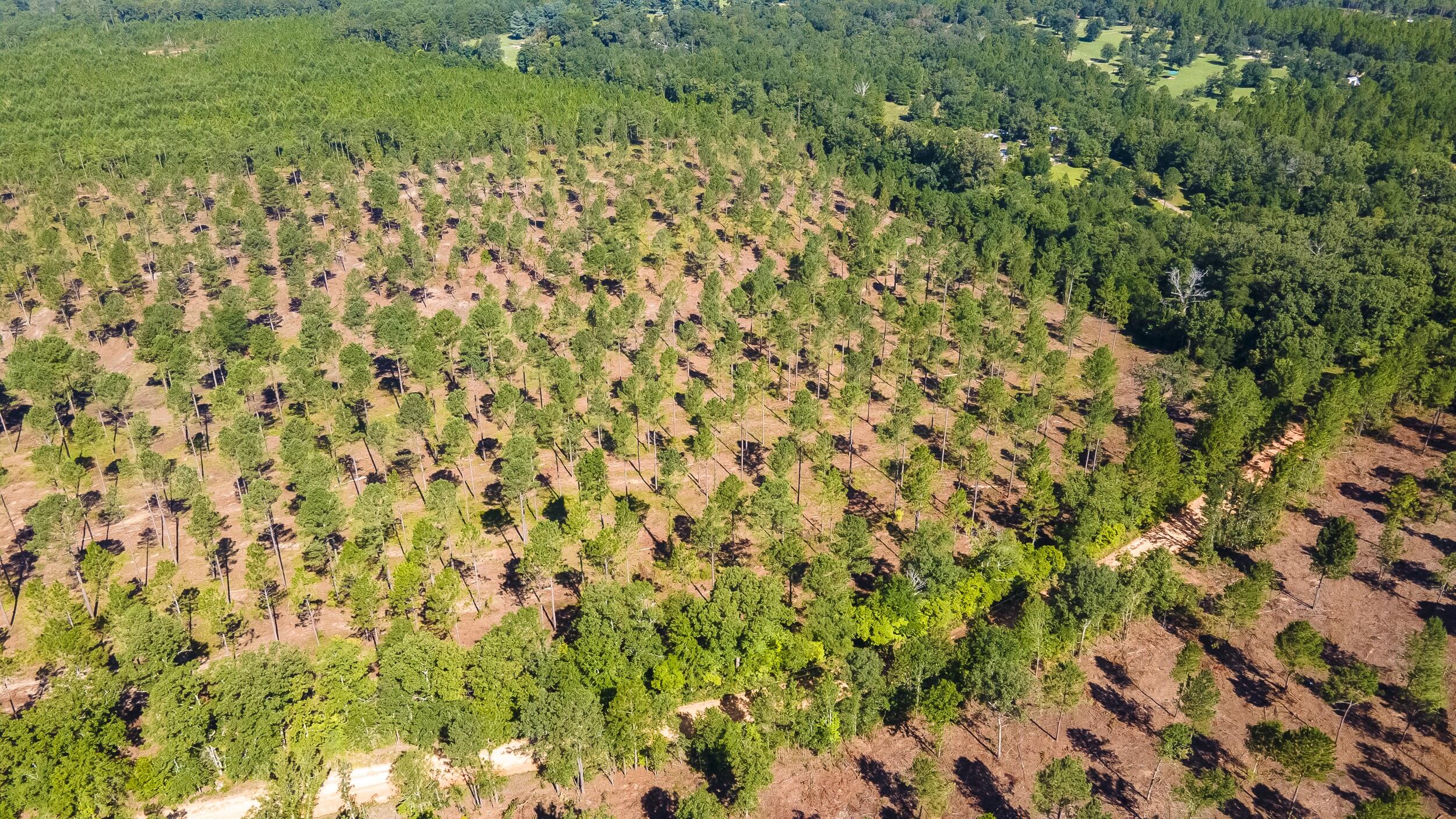 Lot 3 Bluffwood Road Wagener, SC 29164 - Photo 4 of 5