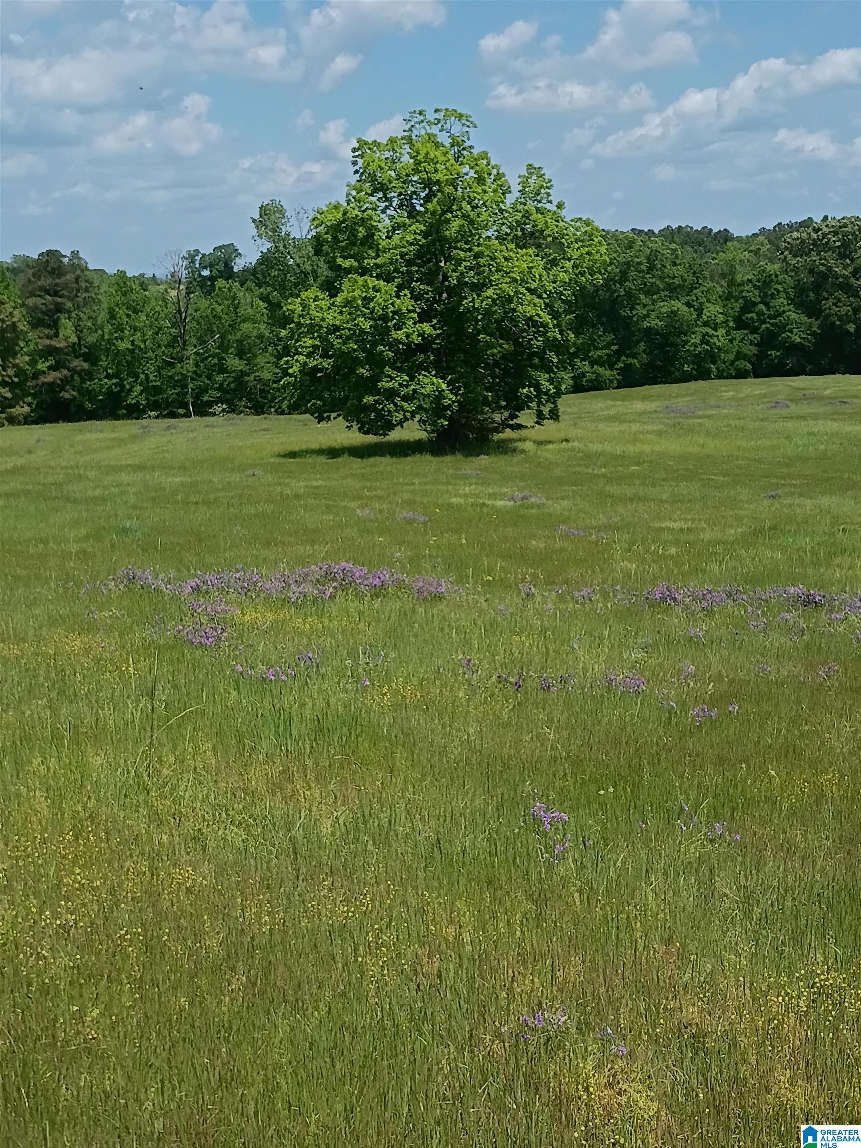3664 Joe Lee Road Talladega, AL 35160 - Photo 6 of 46