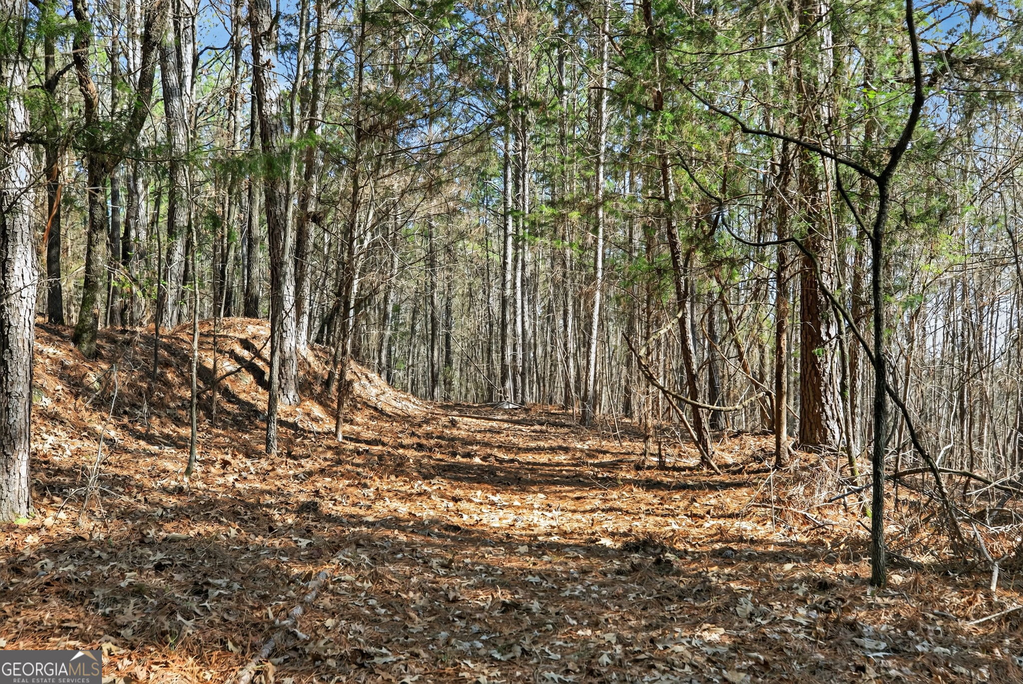 5010 Highway 27 Franklin, GA 30217 - Photo 27 of 39 a view of a yard with large trees
