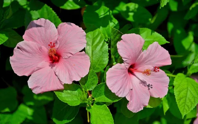 $1,375,000 | 5300 Ocean Boulevard, Unit 301, Sarasota, FL 34242