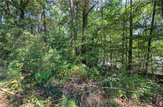 a view of a forest with lots of trees