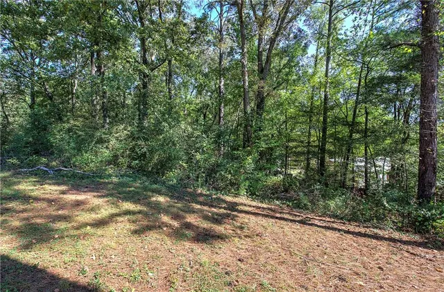 a view of a yard with plants and large trees