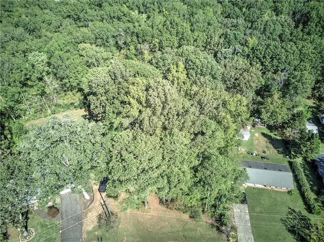 a view of a forest with a tree