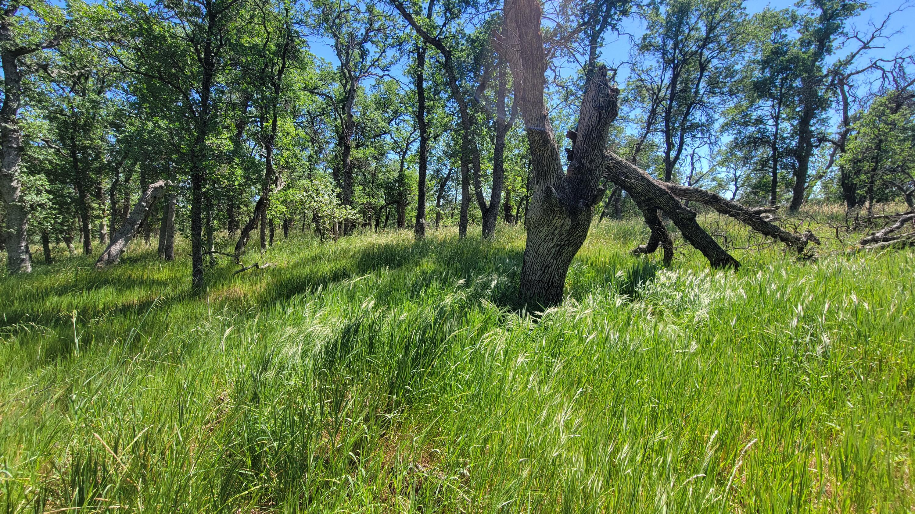 Lot 63 McCoy Road Cottonwood, CA 96022 - Photo 11 of 33 20260403_134055