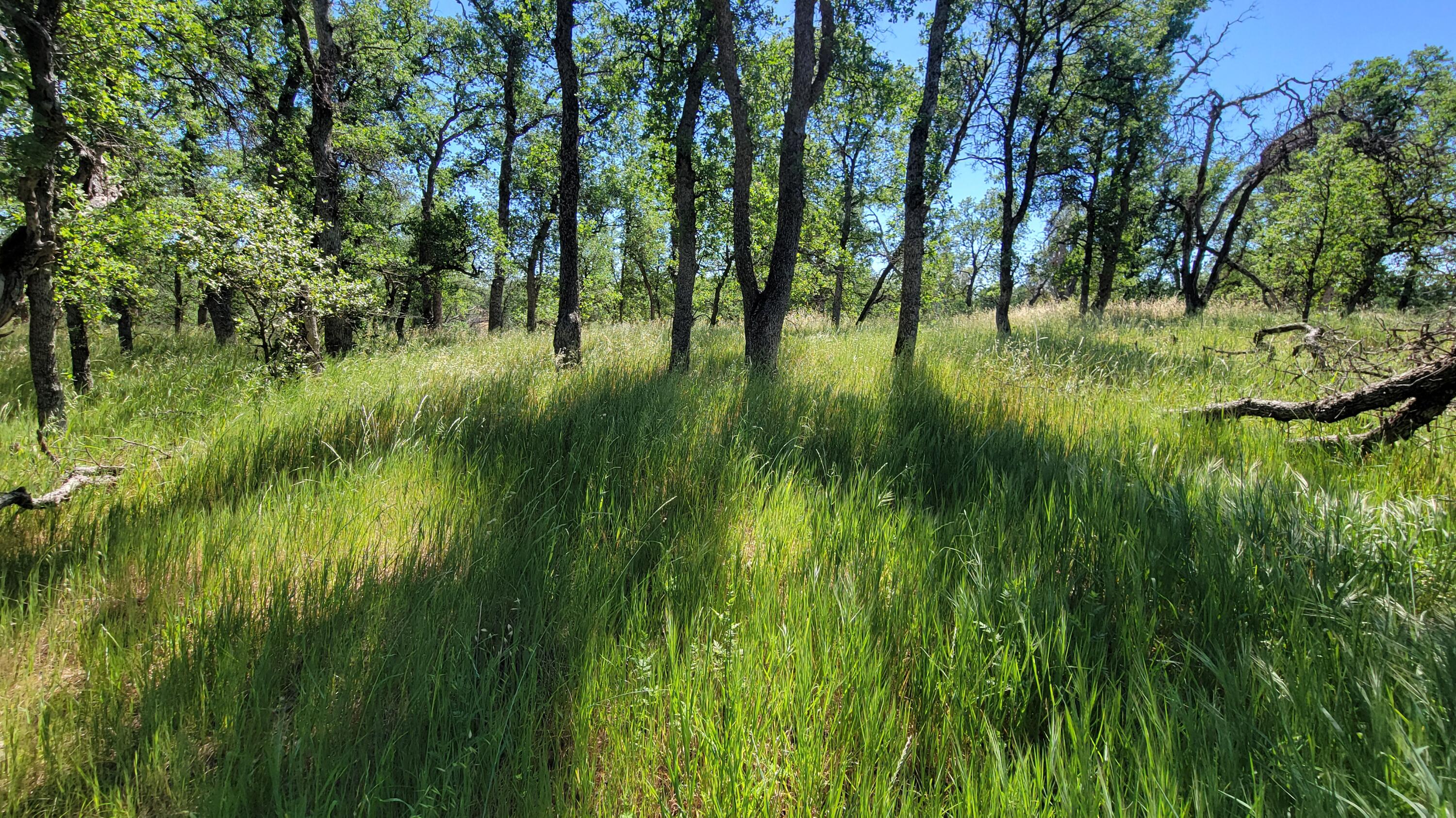 Lot 63 McCoy Road Cottonwood, CA 96022 - Photo 12 of 33 20260403_134125