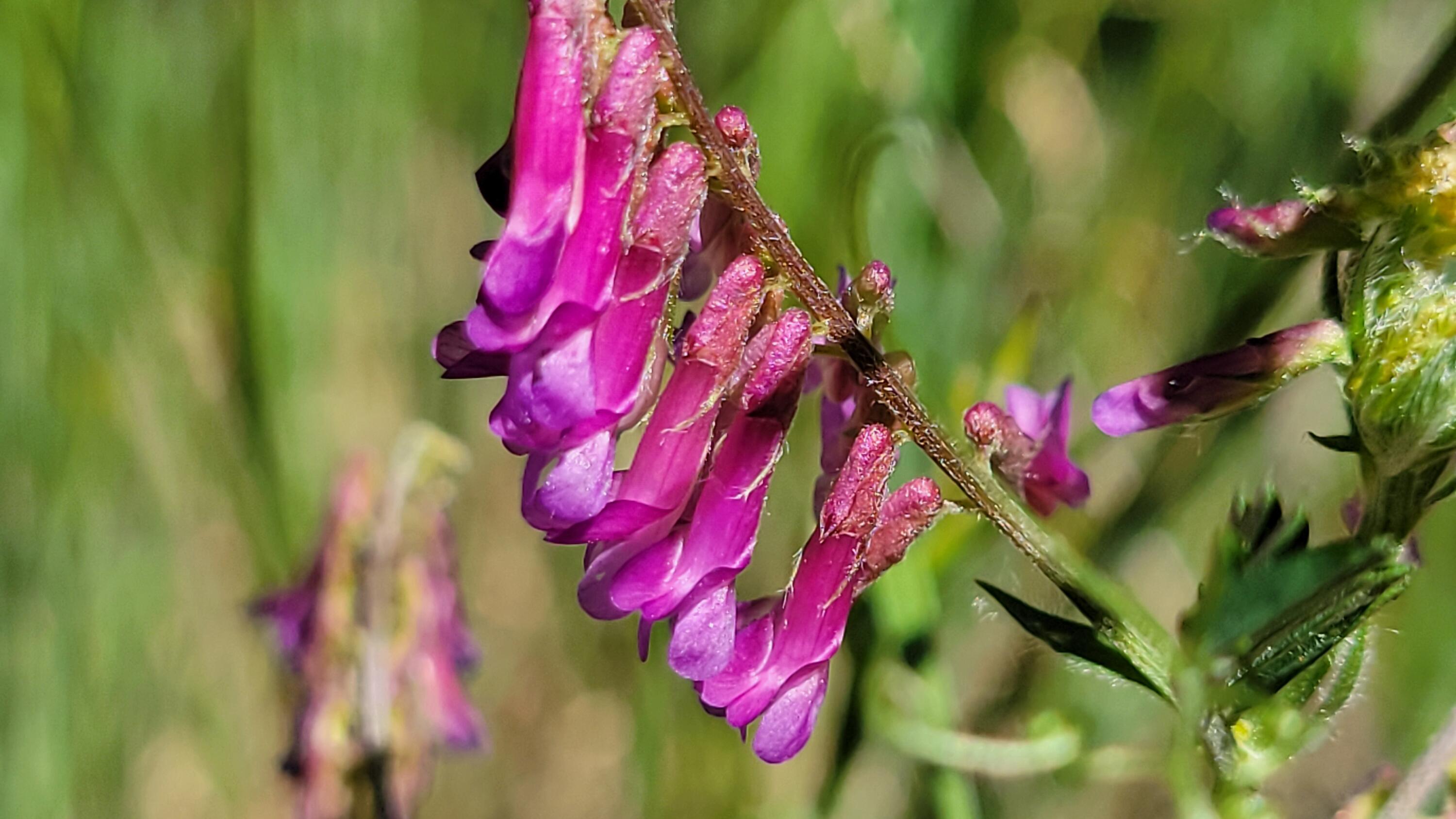 Lot 63 McCoy Road Cottonwood, CA 96022 - Photo 13 of 33 20260403_134329