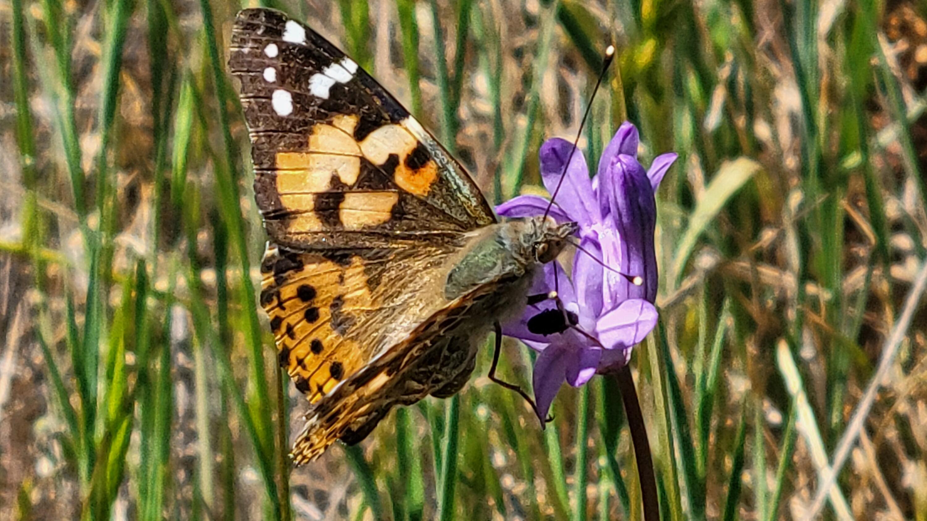 Lot 63 McCoy Road Cottonwood, CA 96022 - Photo 18 of 33 20260403_135400