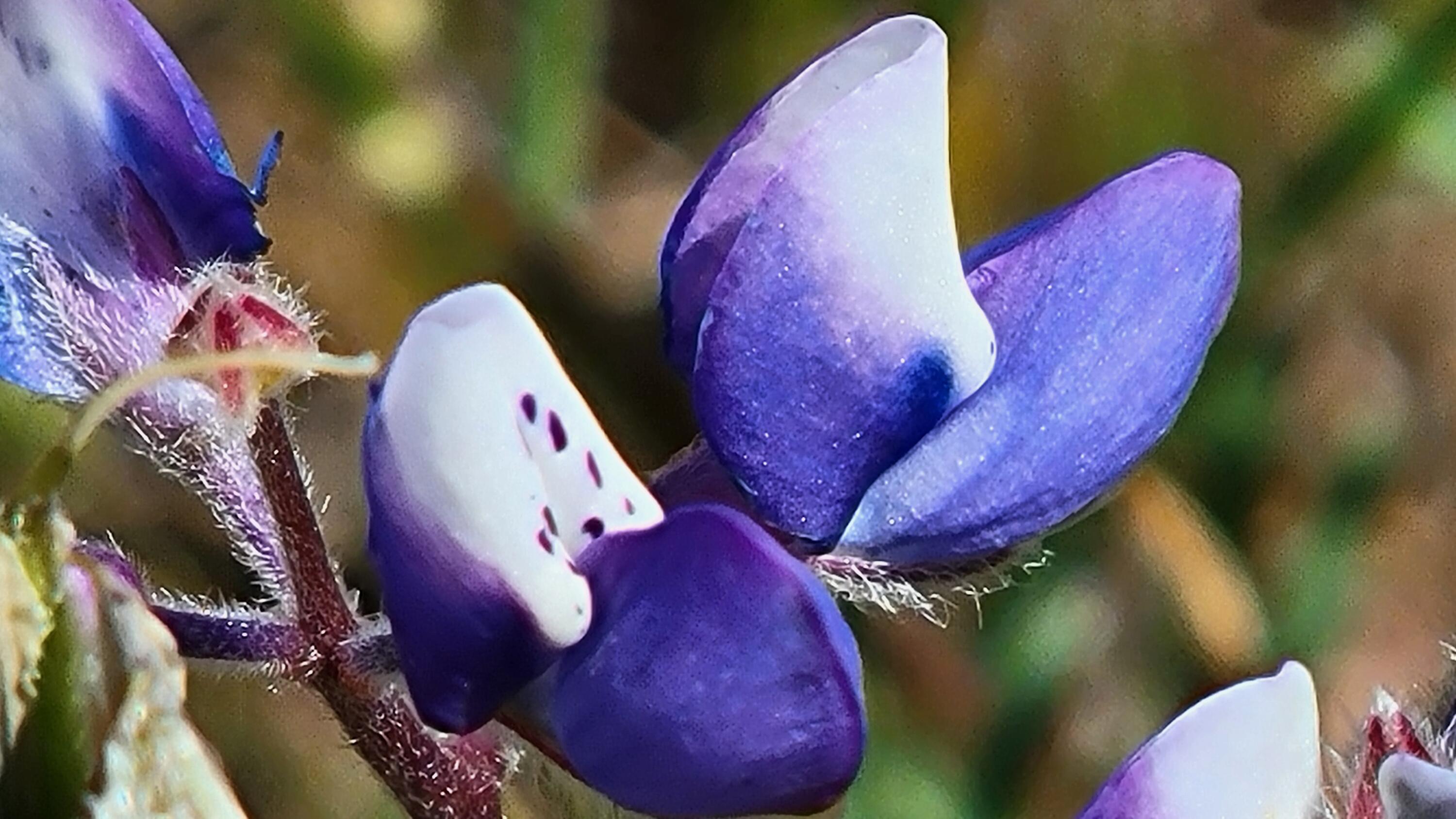 Lot 63 McCoy Road Cottonwood, CA 96022 - Photo 19 of 33 20260403_135642