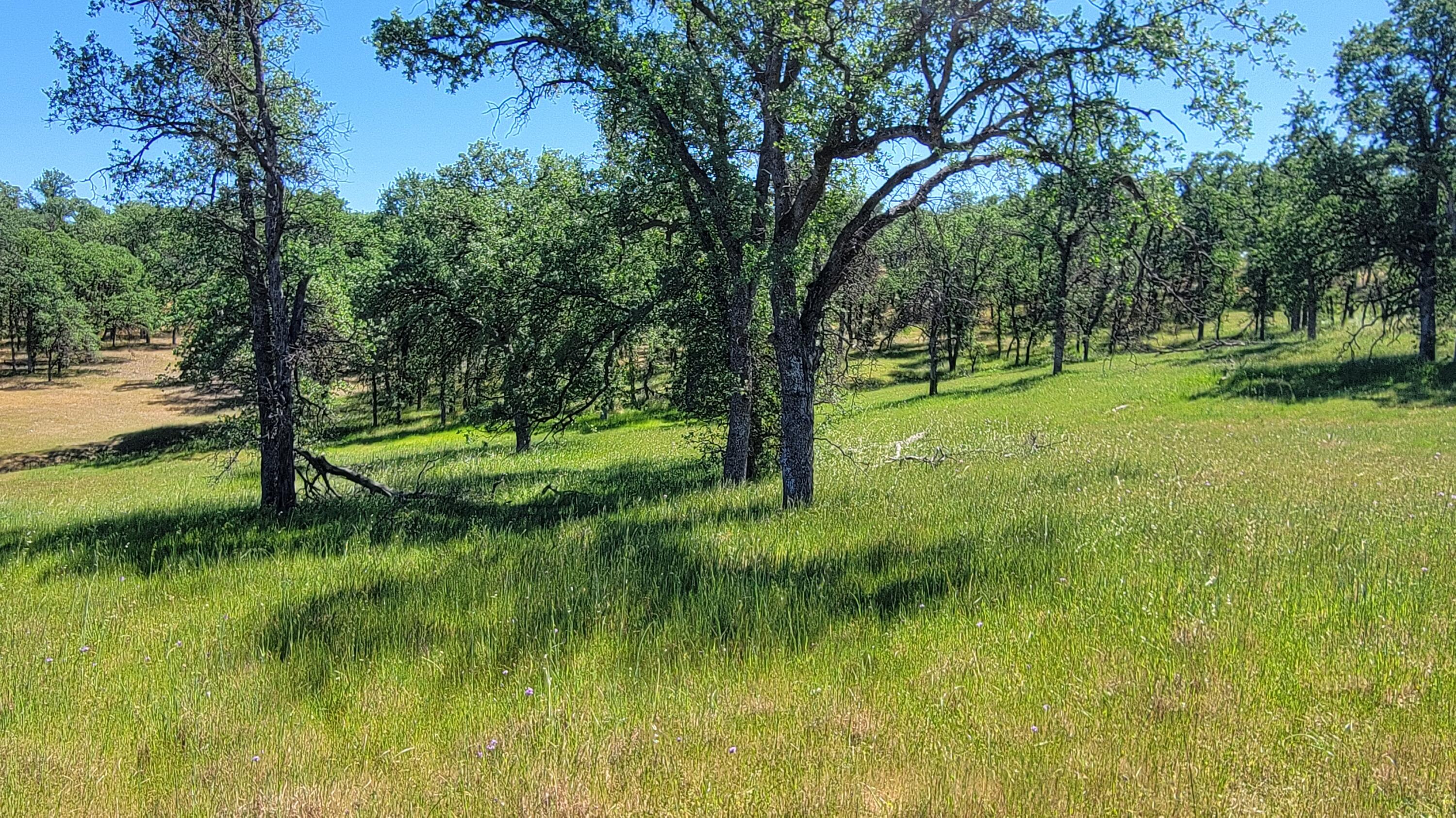 Lot 63 McCoy Road Cottonwood, CA 96022 - Photo 20 of 33 20260403_140000