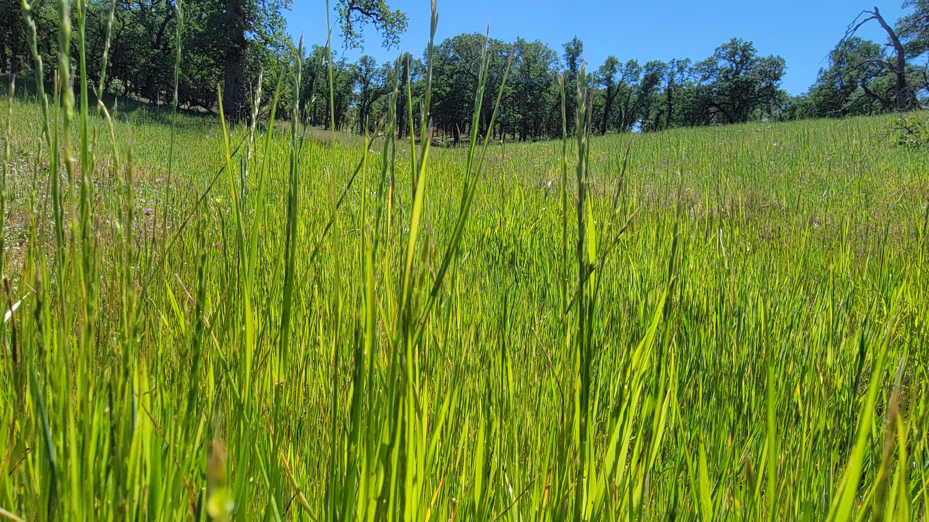 Lot 63 McCoy Road Cottonwood, CA 96022 - Photo 23 of 33 20260403_140328