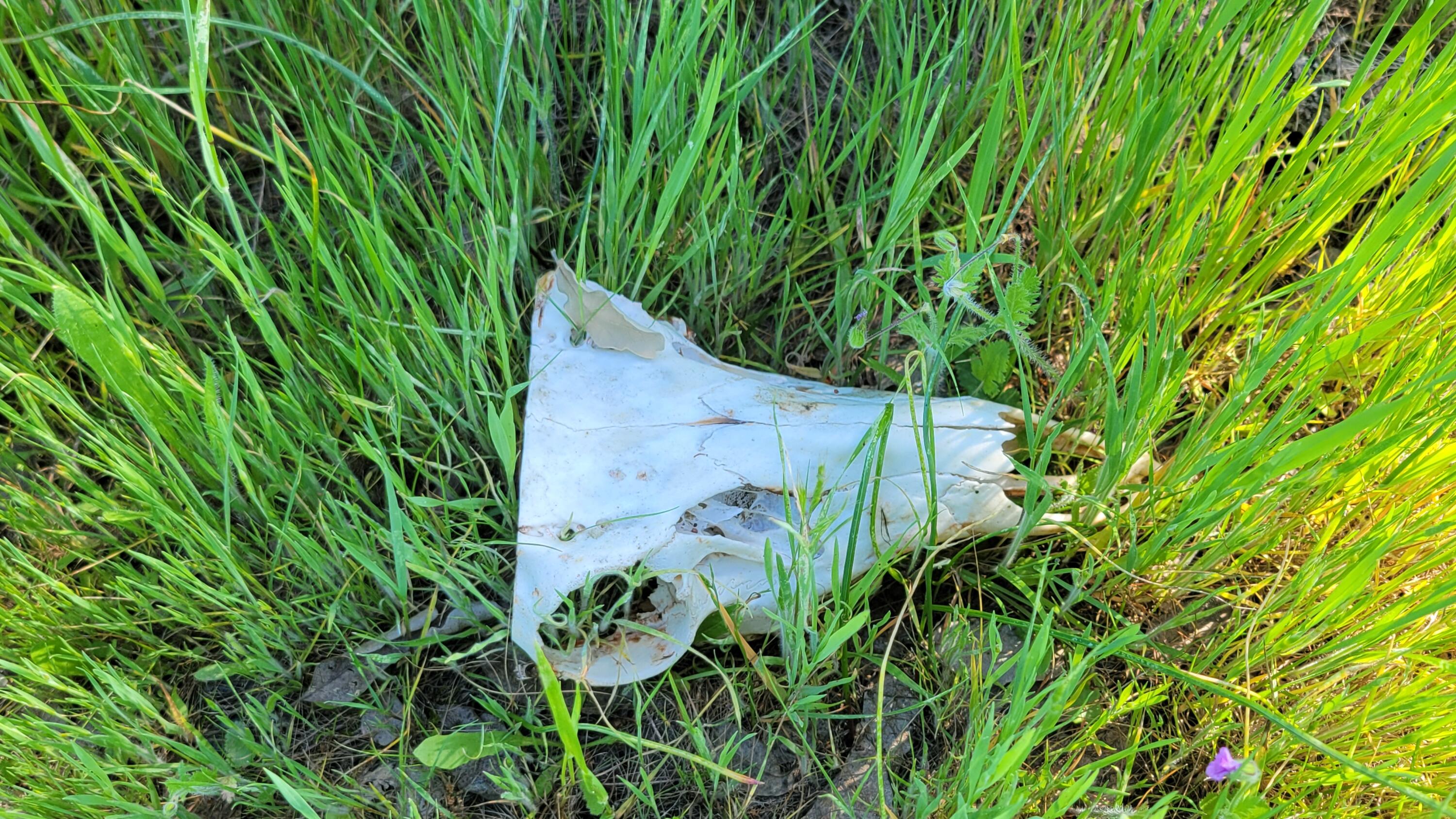 Lot 63 McCoy Road Cottonwood, CA 96022 - Photo 25 of 33 20260403_140628