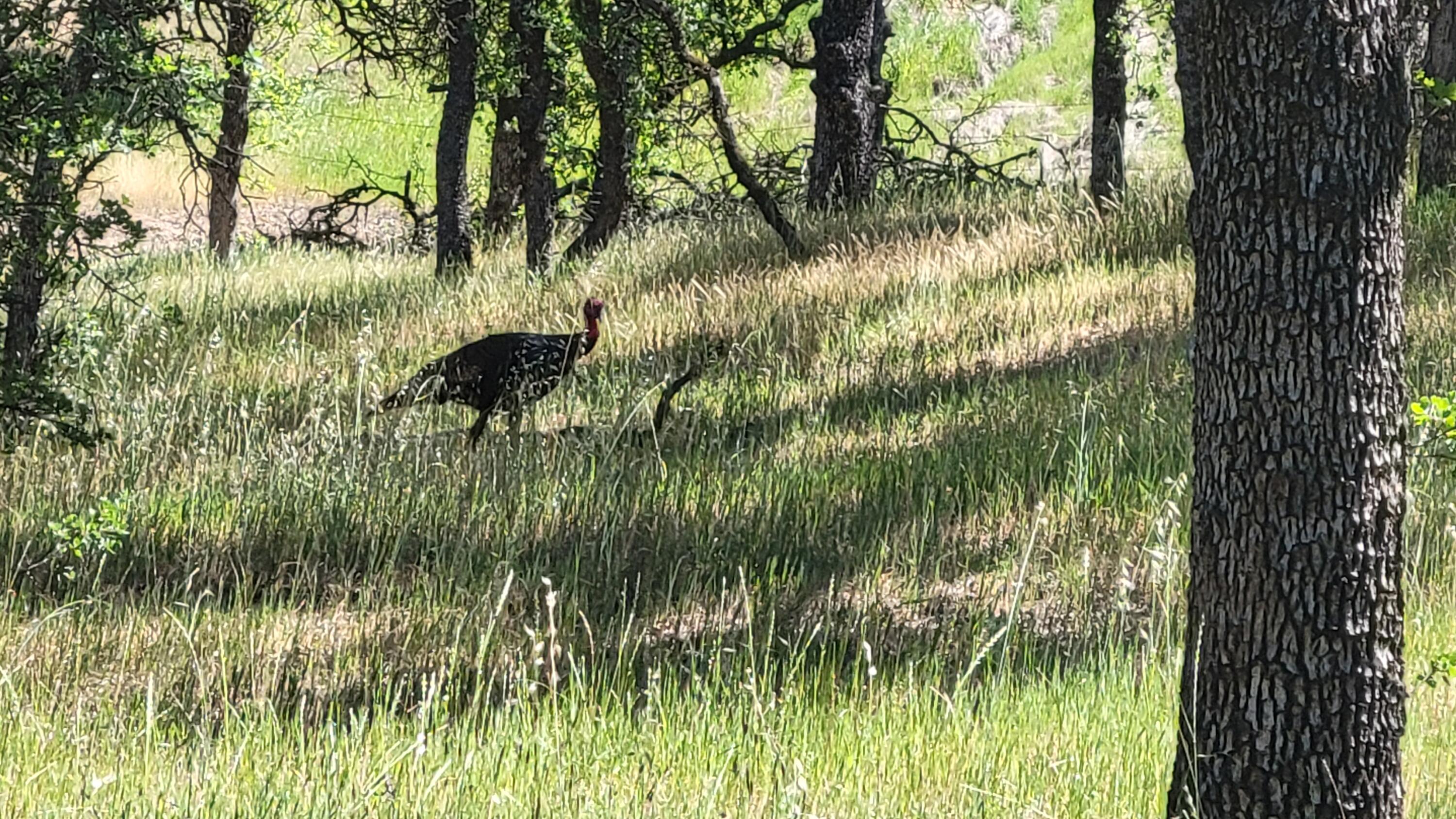 Lot 63 McCoy Road Cottonwood, CA 96022 - Photo 27 of 33 20260403_141056