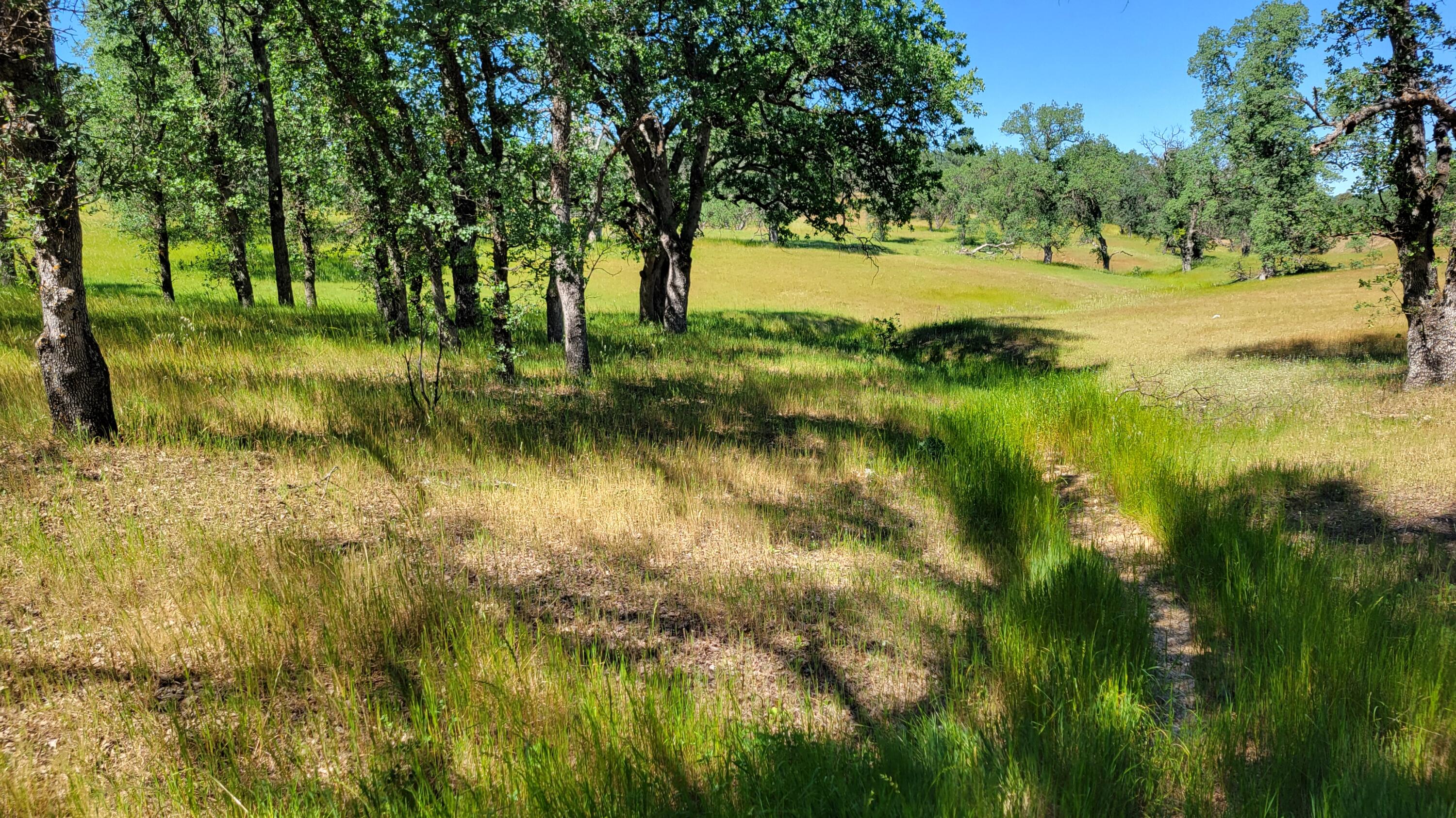Lot 63 McCoy Road Cottonwood, CA 96022 - Photo 28 of 33 20260403_141256